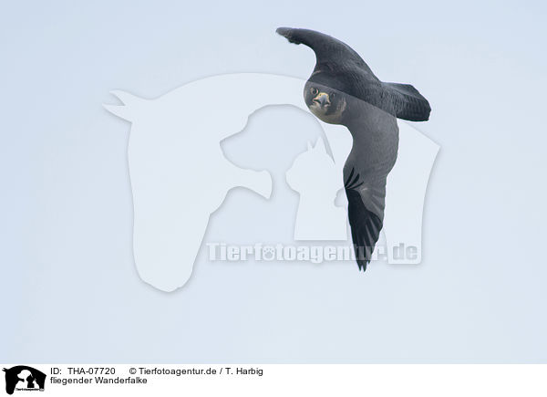 fliegender Wanderfalke / flying Peregrine Falcon / THA-07720