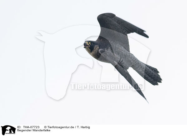 fliegender Wanderfalke / flying Peregrine Falcon / THA-07723