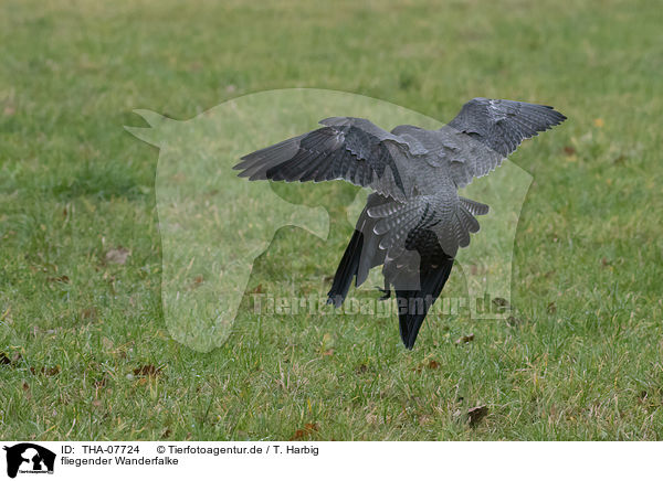 fliegender Wanderfalke / flying Peregrine Falcon / THA-07724