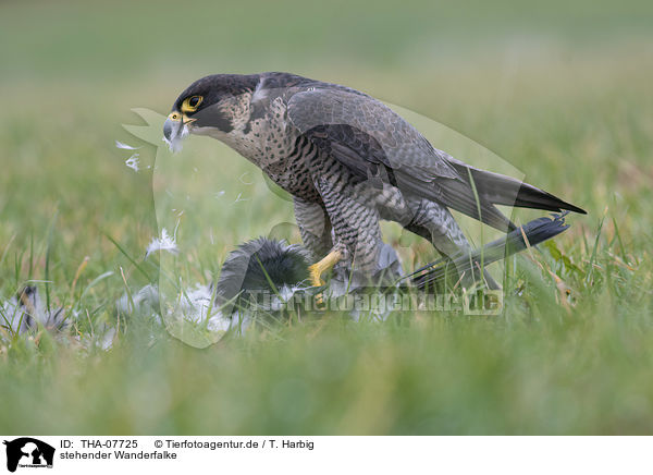 stehender Wanderfalke / standing Peregrine Falcon / THA-07725