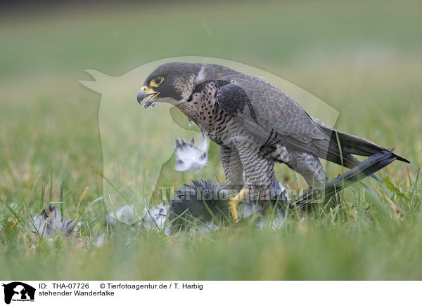 stehender Wanderfalke / standing Peregrine Falcon / THA-07726
