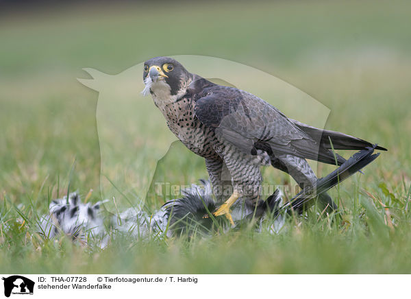 stehender Wanderfalke / standing Peregrine Falcon / THA-07728