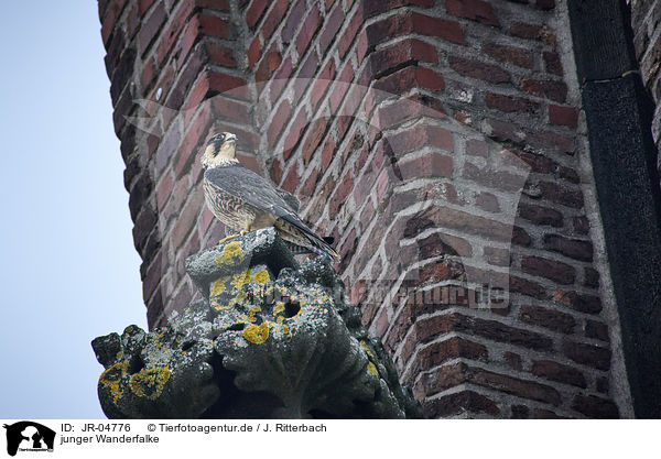 junger Wanderfalke / young Peregrine Falcon / JR-04776