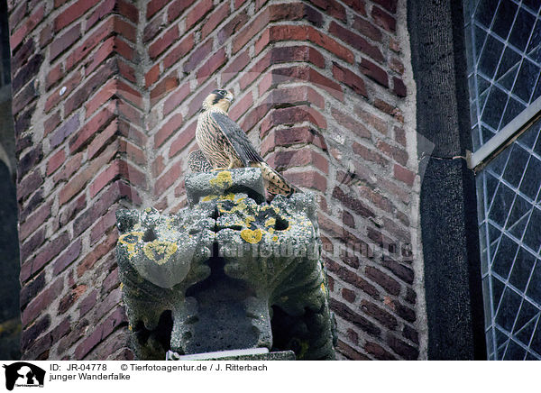 junger Wanderfalke / young Peregrine Falcon / JR-04778