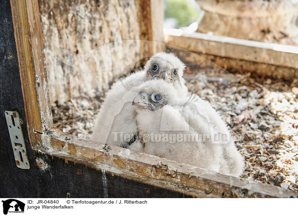 junge Wanderfalken / young Peregrine Falcons / JR-04840