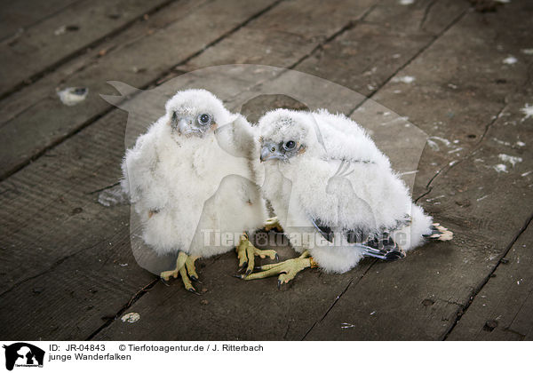 junge Wanderfalken / young Peregrine Falcons / JR-04843