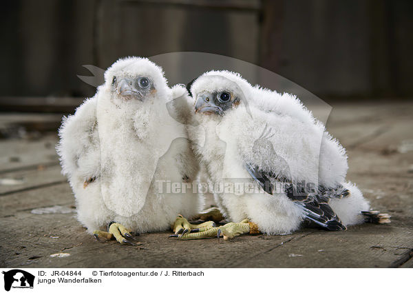 junge Wanderfalken / young Peregrine Falcons / JR-04844