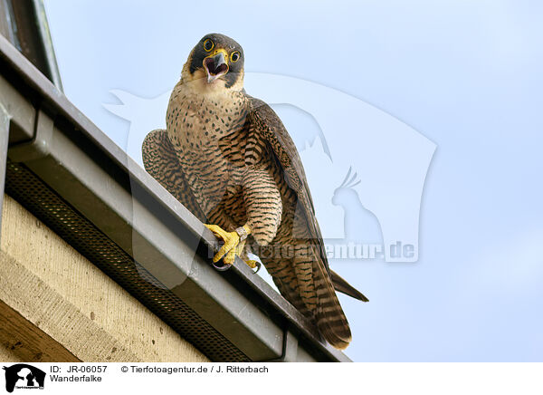 Wanderfalke / peregrine falcon / JR-06057