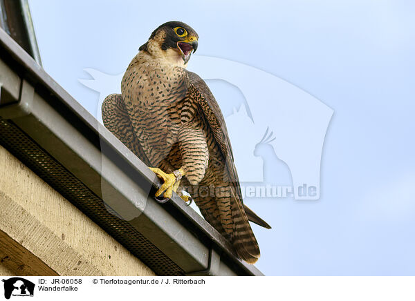 Wanderfalke / peregrine falcon / JR-06058