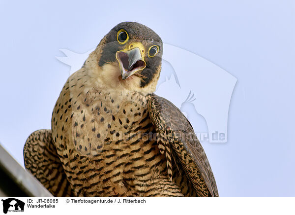 Wanderfalke / peregrine falcon / JR-06065
