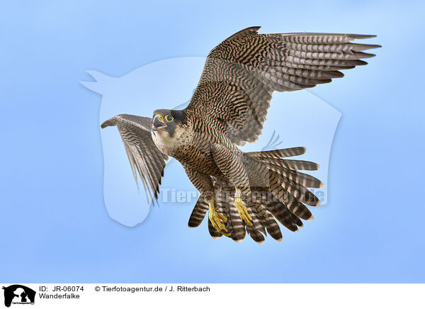 Wanderfalke / peregrine falcon / JR-06074