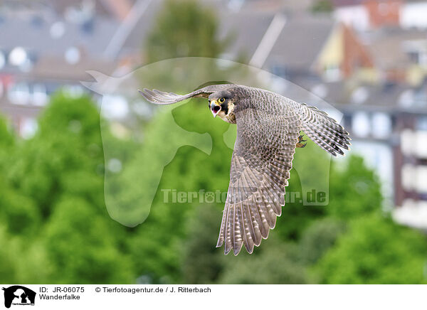 Wanderfalke / peregrine falcon / JR-06075