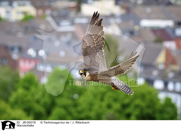 Wanderfalke / peregrine falcon / JR-06076