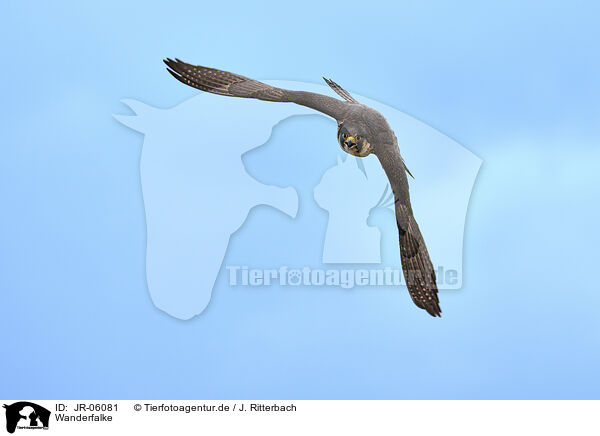 Wanderfalke / peregrine falcon / JR-06081
