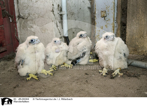 Wanderfalken / peregrine falcons / JR-06084