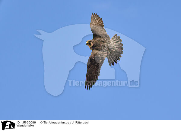 Wanderfalke / peregrine falcon / JR-06086