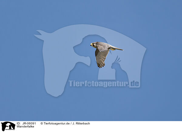 Wanderfalke / peregrine falcon / JR-06091