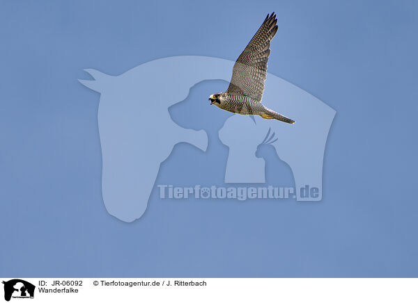Wanderfalke / peregrine falcon / JR-06092