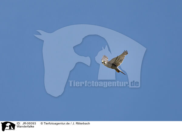 Wanderfalke / peregrine falcon / JR-06093