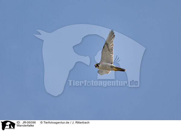 Wanderfalke / peregrine falcon / JR-06096