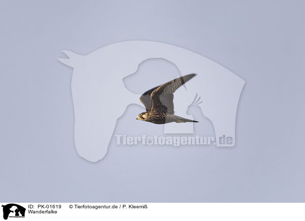 Wanderfalke / peregrine falcon / PK-01619