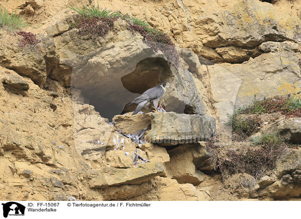 Wanderfalke / peregrine falcon / FF-15067