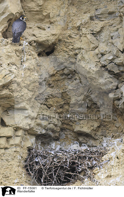 Wanderfalke / peregrine falcon / FF-15081