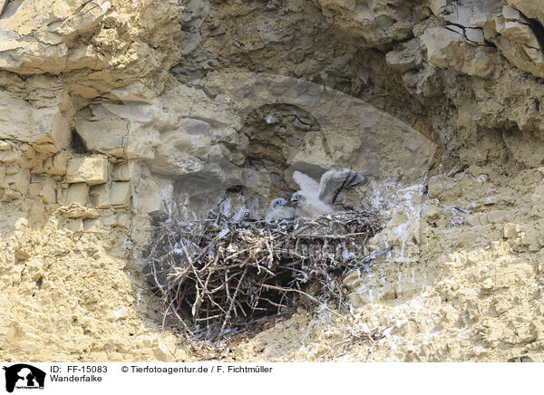 Wanderfalke / peregrine falcon / FF-15083