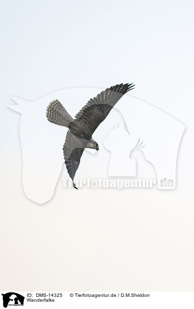 Wanderfalke / Peregrine falcon / DMS-14325