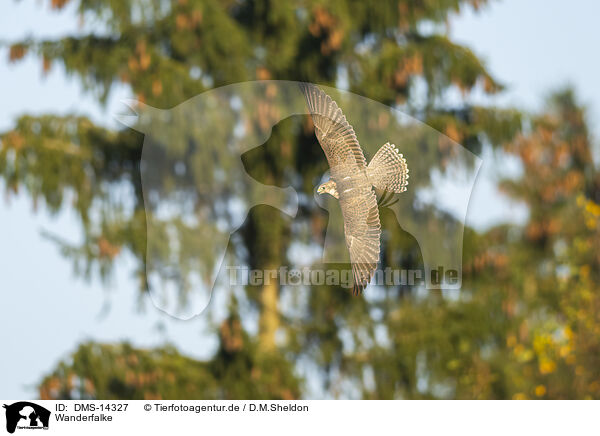 Wanderfalke / Peregrine falcon / DMS-14327