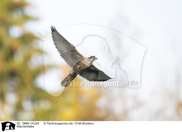 Wanderfalke / Peregrine falcon / DMS-14329