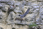 Wanderfalke