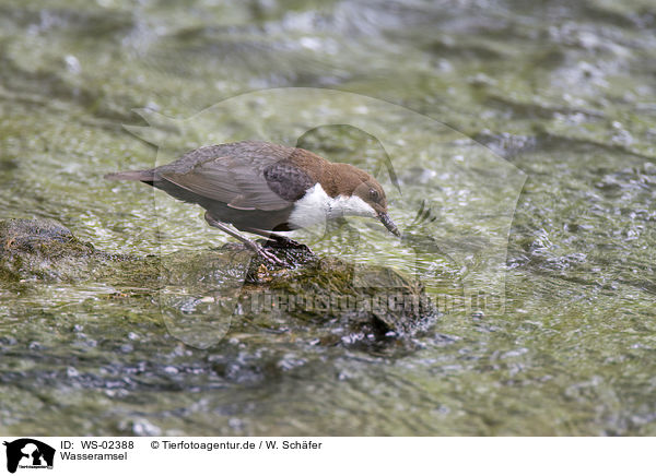 Wasseramsel / white-throated dipper / WS-02388