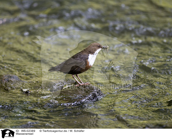 Wasseramsel / white-throated dipper / WS-02389