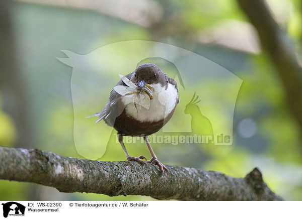 Wasseramsel / white-throated dipper / WS-02390