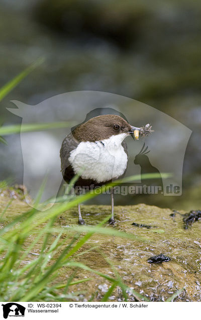 Wasseramsel / white-throated dipper / WS-02394