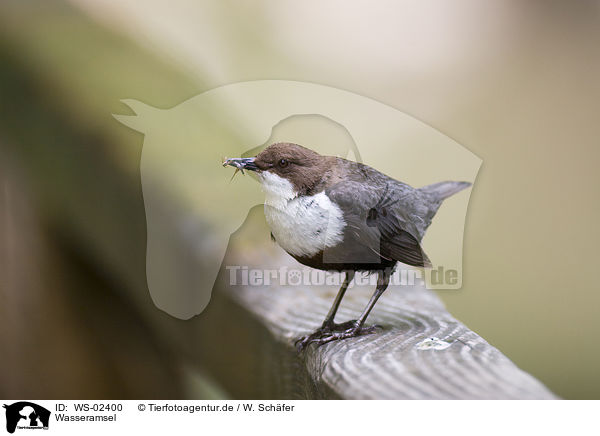 Wasseramsel / WS-02400