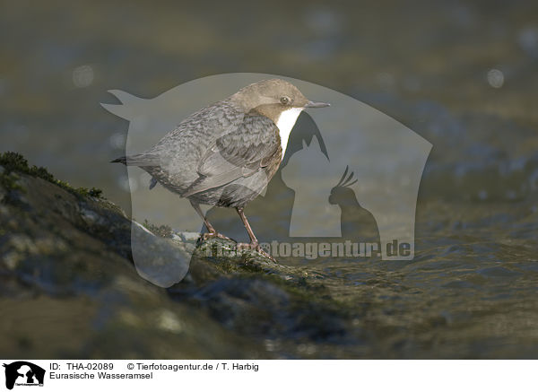 Eurasische Wasseramsel / dipper / THA-02089