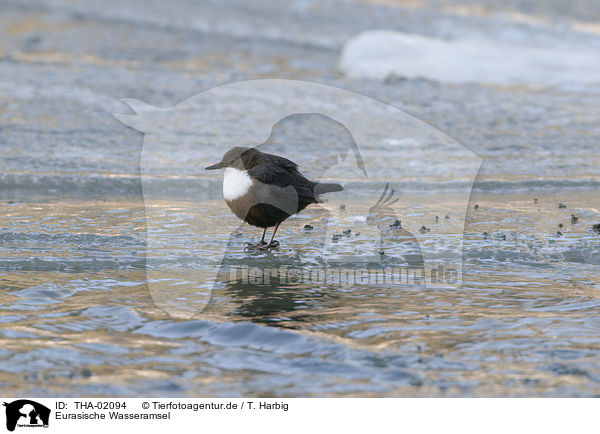 Eurasische Wasseramsel / THA-02094