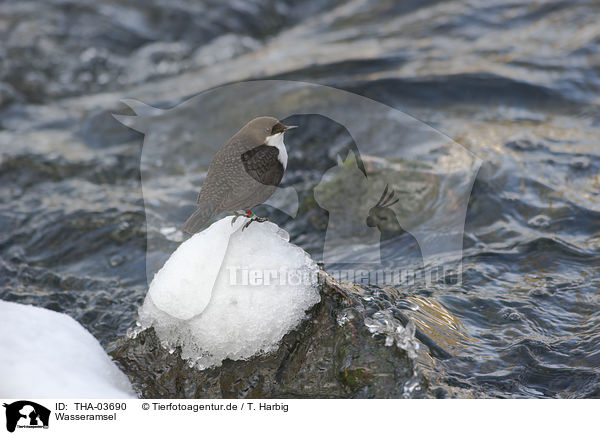 Wasseramsel / THA-03690