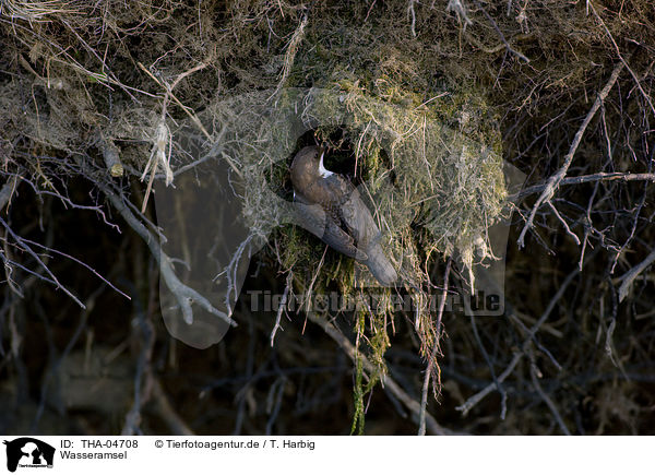 Wasseramsel / dipper / THA-04708