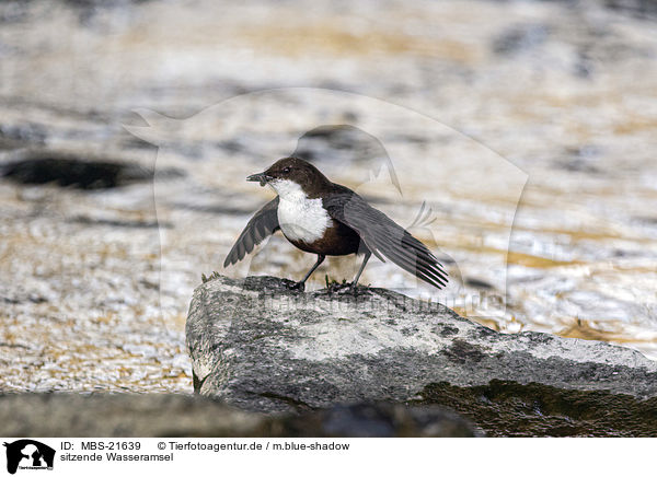 sitzende Wasseramsel / sitting Dipper / MBS-21639