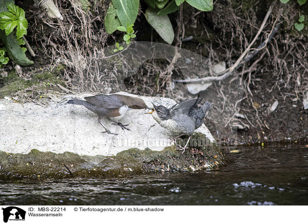 Wasseramseln / Dippers / MBS-22214