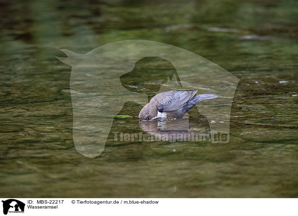 Wasseramsel / Dipper / MBS-22217