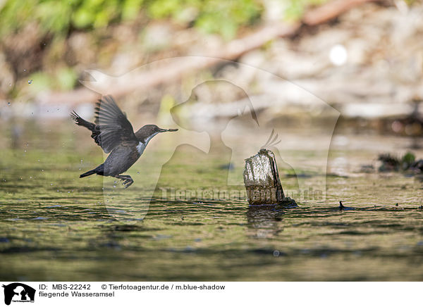 fliegende Wasseramsel / MBS-22242