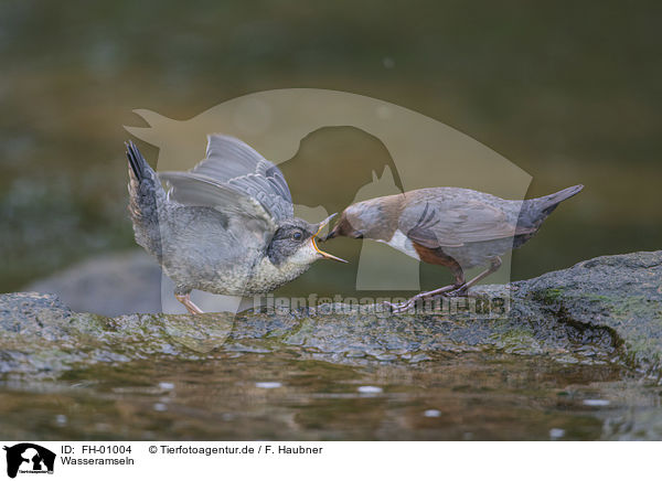 Wasseramseln / Dippers / FH-01004