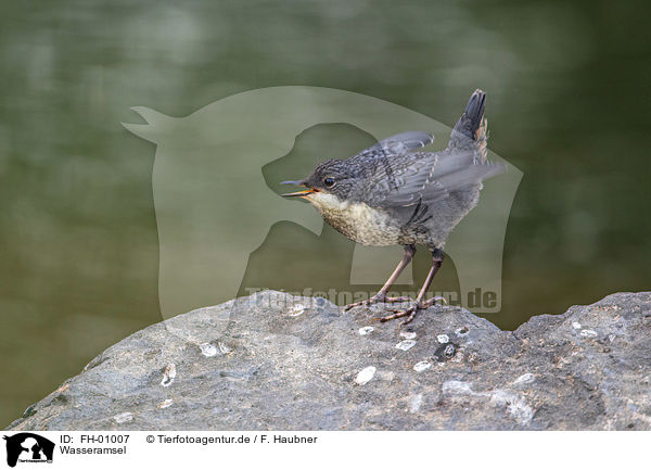 Wasseramsel / Dipper / FH-01007
