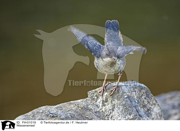 Wasseramsel / Dipper / FH-01018