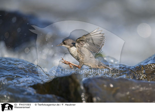 Wasseramsel / Dipper / FH-01093