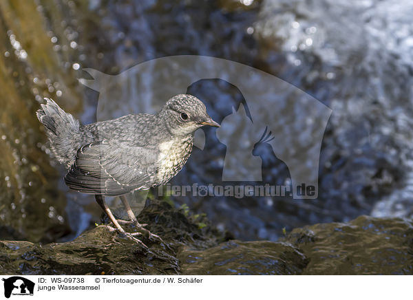 junge Wasseramsel / young dipper / WS-09738